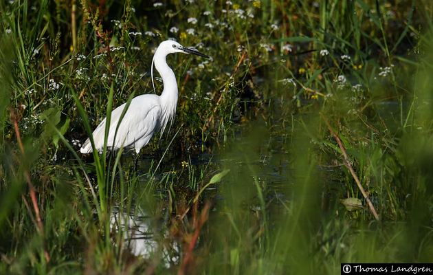 Paseo botánico / observación flora y aves en la ribera del Esgueva.