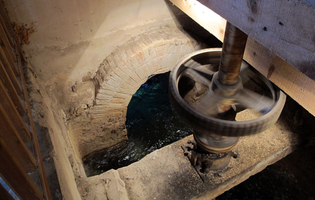 Visita a un molino o aceite local si la zona lo permite.