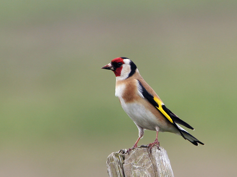 Observación de aves o fauna autóctona con prismáticos.